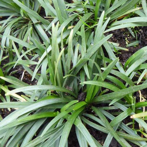 Ophiopogon japonicus Minor - Ophiopogon japonicus minor - Plantes