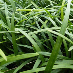 Ophipogon noir - Ophiopogon planiscapus - Plantes