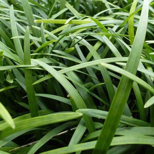 Ophipogon noir - Ophiopogon planiscapus - Plantes