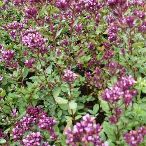 3 Origans Herrenhausen - Origanum laevigatum herrenhausen - Plantes