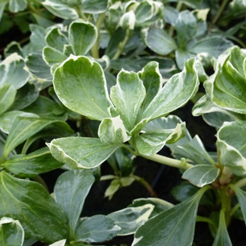 Pachysandre Variegata - Pachysandra terminalis variegata - Plantes