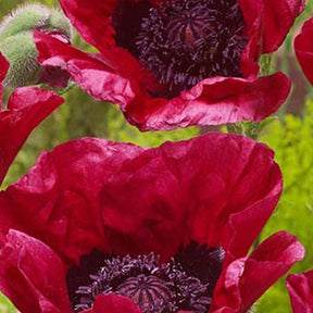 Pavot d'Orient Marlene - Papaver orientale marlene - Plantes