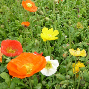 3 Pavots d'Islande Gartenzwerg - Papaver nudicaule gartenzwerg - Plantes