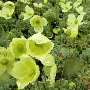 3 Pavots d'Islande Pacino - Papaver nudicaule pacino yellow - Plantes