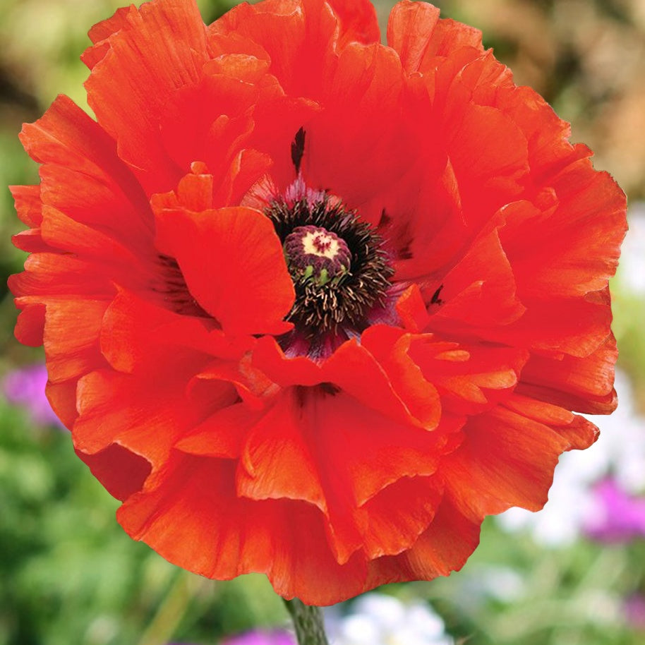 Pavot d'Orient Eyecatcher - Papaver orientale eyecatcher - Plantes