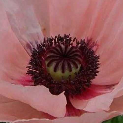 3 Pavots d'Orient Queen Alexandra - Papaver orientale queen alexandra - Plantes