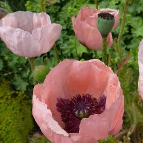 3 Pavots d'Orient Prinzessin Viktoria Luise - Papaver orientale prinzessin viktoria luise - Plantes