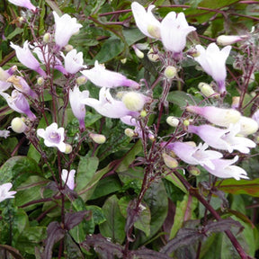 Galane Dark Tower - Penstemon - Penstemon dark towers - Plantes