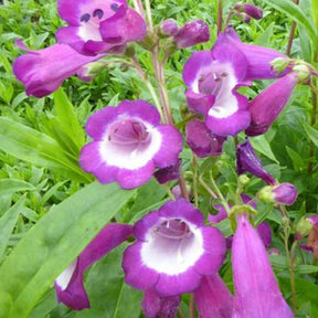 Galane Purple Passion  - Penstemon - Penstemon purple passion - Plantes