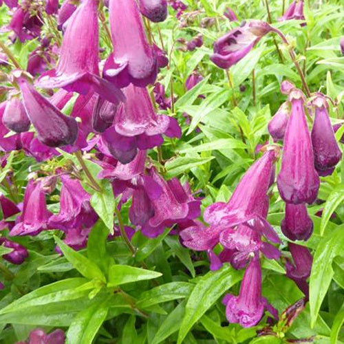 Galane Raven - Penstemon - Penstemon raven - Plantes