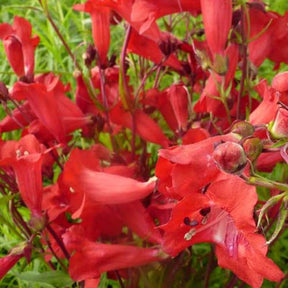 Galane Schoenholzeri - Penstemon - Penstemon schoenholzeri - Plantes