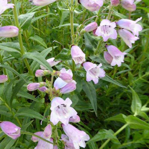 Galane Stapleford Gem - Penstemon - Penstemon stapleford gem - Plantes