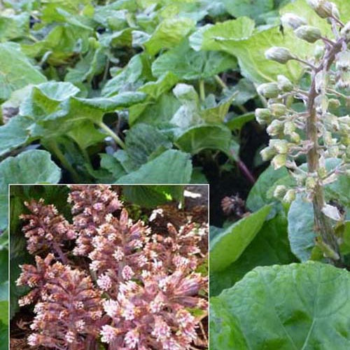 Grand pétasite - Petasites hybridus - Plantes