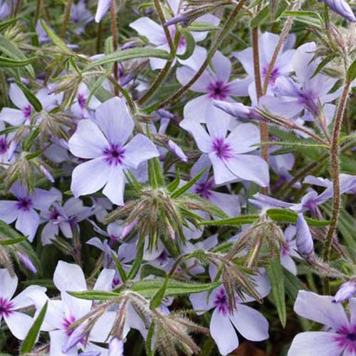 Phlox divaricata Chattahoochee - Phlox divaricata chattahoochee - Plantes