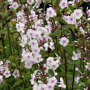 3 Phlox maculé Delta - Phlox delta - Plantes