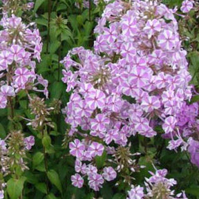 Phlox maculé Natascha - Phlox maculata natascha - Plantes