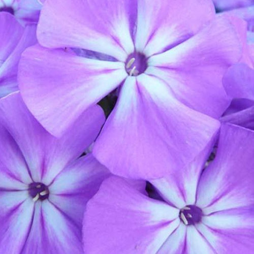 3 Phlox paniculé Blue Boy - Phlox paniculata blue boy - Plantes