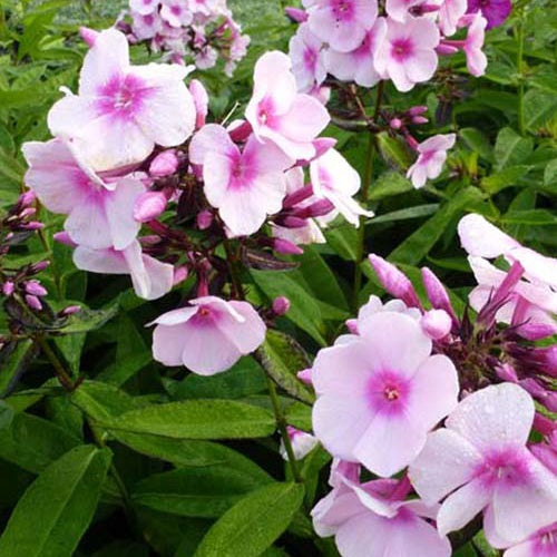 3 Phlox paniculé Bright Eyes - Phlox paniculata bright eyes - Plantes