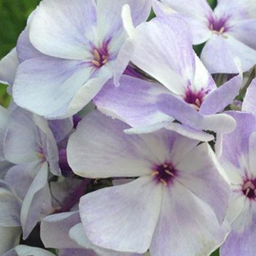 Phlox paniculé Flame Blue - Phlox bareightysix flame blue - Plantes