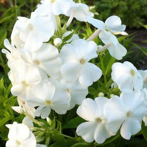 Phlox paniculé David - Phlox david - Plantes