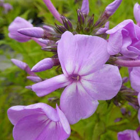 Phlox paniculé David's Lavender - Phlox davids lavender - Plantes