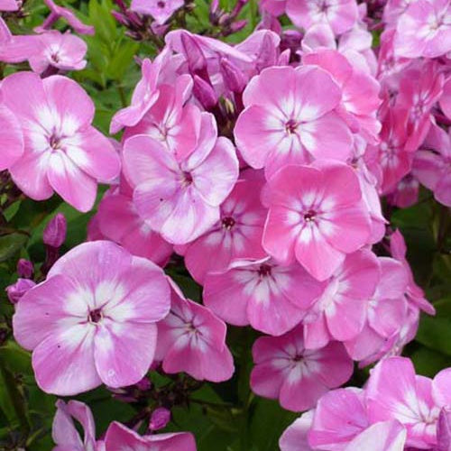 Phlox paniculé Purple Eye Flame - Phlox barthirtythree purple eye flame - Plantes