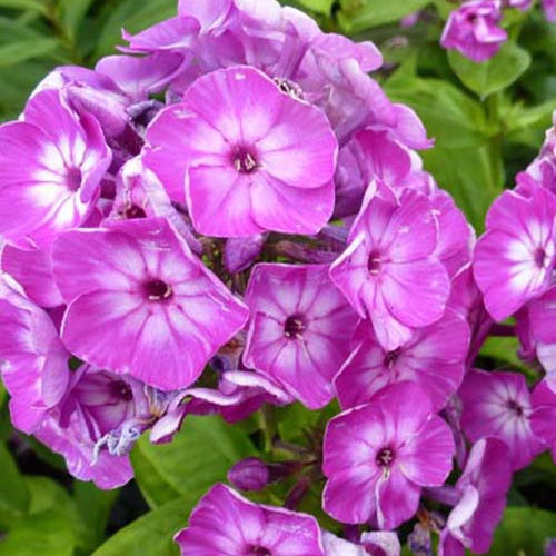 Phlox paniculé Purple Eye Flame - Phlox barthirtythree purple eye flame - Plantes vivaces