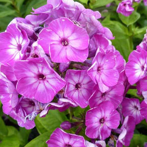 Phlox paniculé Purple Eye Flame - Phlox barthirtythree purple eye flame - Plantes vivaces