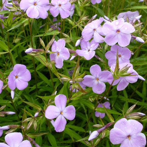 Phlox paniculé Forever Pink - Phlox paniculata forever pink - Plantes