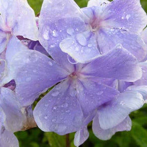 3 Phlox paniculé Franz Schubert - Phlox franz schubert - Plantes