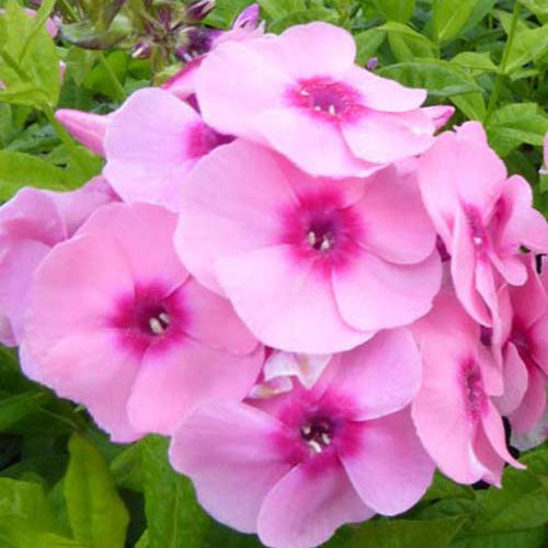 Phlox paniculé Jeff's Pink - Phlox paniculata jeffs pink - Plantes