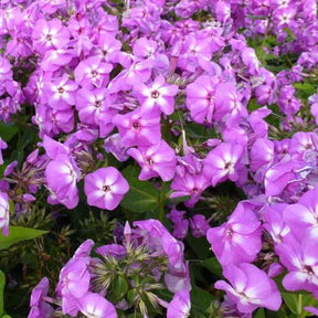 3 Phlox hybride Barten Lilac Flame - Phlox barten lilac flame - Plantes