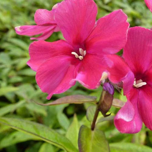 3 Phlox paniculé Neubert - Phlox neubert - Plantes