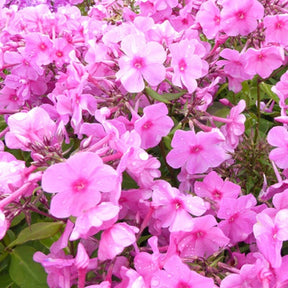 Phlox paniculé Pink Eye Flame - Phlox bartwelve pink flame - Plantes