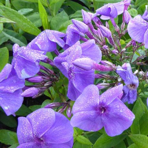 Phlox paniculé Purple Flame - Phlox barfourteen purple flame - Plantes