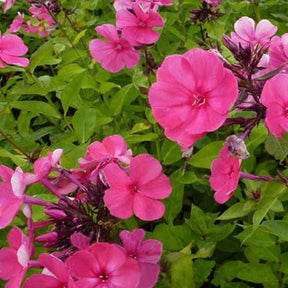 3 Phlox paniculé Tenor - Phlox paniculata tenor - Plantes