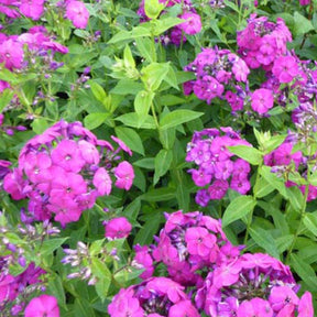 3 Phlox paniculé The King - Phlox the king - Plantes