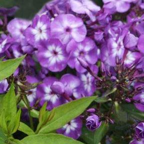 3 Phlox paniculé Uspech - Phlox uspech - Plantes