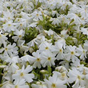 3 Phlox mousse Calvides White - Phlox calvides white - Plantes