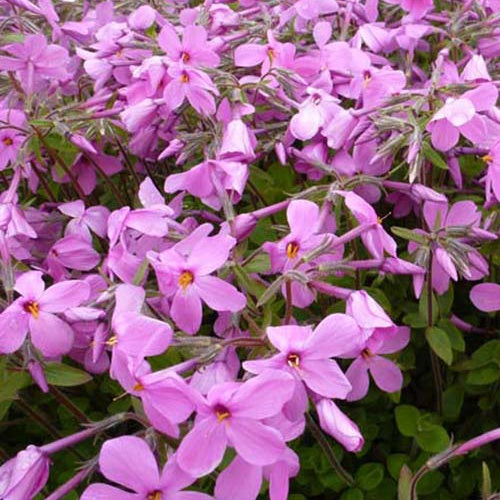 3 Phlox rampant Home Fires - Phlox stolonifera home fires - Plantes