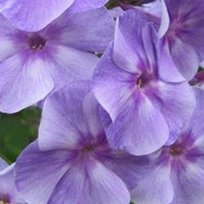 Phlox paniculé Sternhimmel - Phlox sternhimmel - Plantes