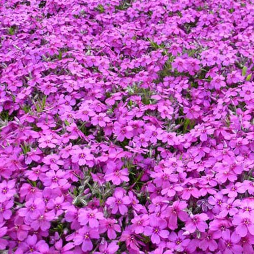 3 Phlox nain de Douglas Waterloo - Phlox waterloo - Plantes