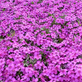 3 Phlox nain de Douglas Waterloo - Phlox waterloo - Plantes