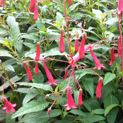 Fuschia du Cap African Queen - Phygelius rectus african queen - Plantes