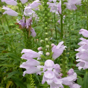 3 Cataleptiques Galadriel - Physostegia virginiana galadriel - Plantes