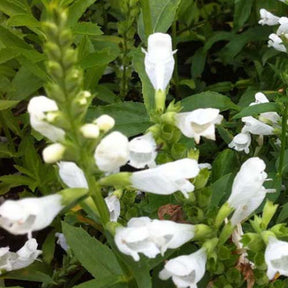 3 Cataleptiques Summer Snow - Physostegia virginiana summer snow - Plantes