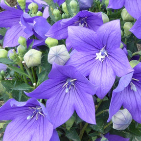 3 Platycodons à grandes fleurs Mariesii - Platycodon grandiflorus mariesii - Plantes