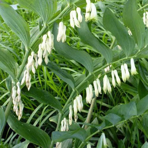 Sceau de Salomon parfumé - Polygonatum odoratum - Plantes