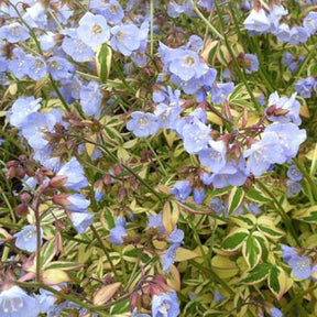 Valériane grecque Stairway To Heaven - Polemonium reptans stairway to heaven - Plantes