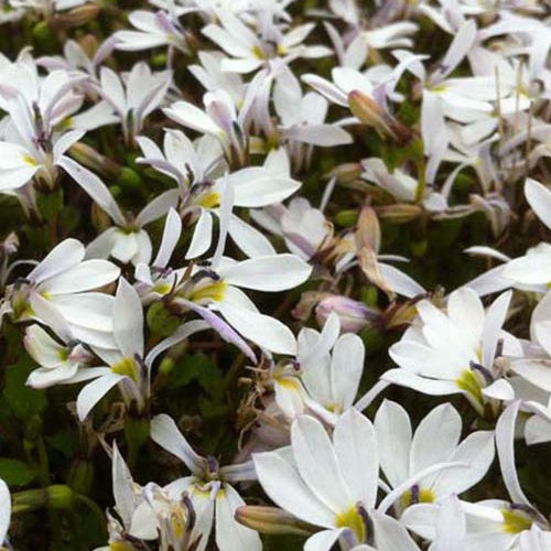 3 Pratia angulata - Pratia angulata - Plantes